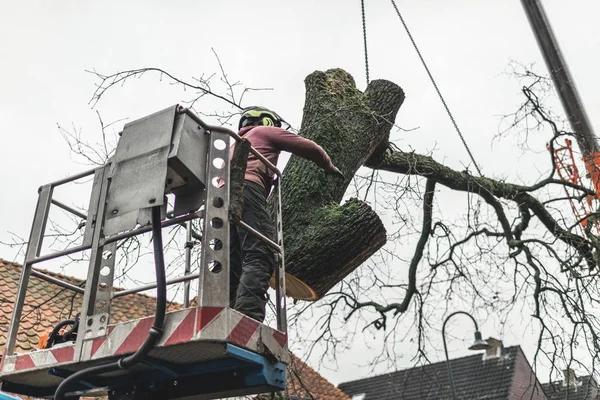 Local Tree Trimming Service for Beautiful Gardens