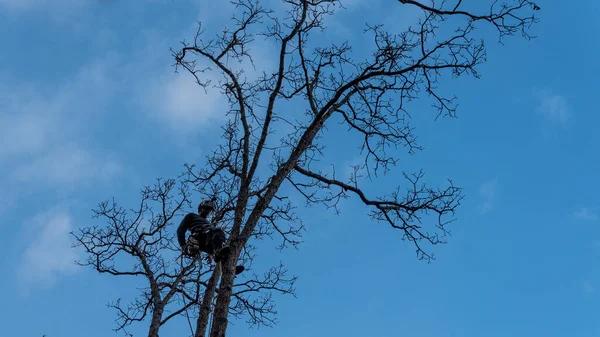 Why Sindt Tree Service Is the First Choice for Local Homeowners